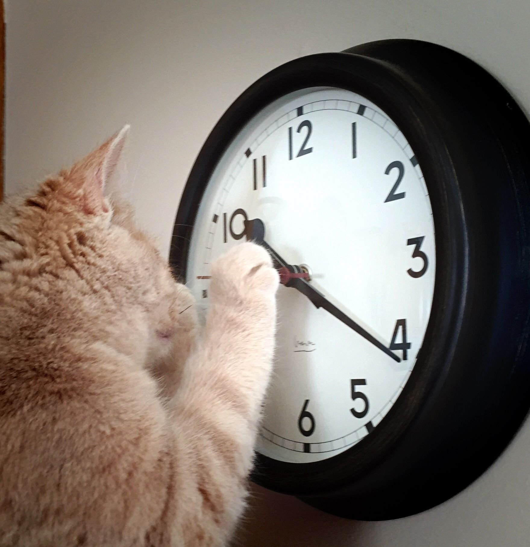Включи кот на час. Кот с часами. Кот и часы. Котик и часы. Коты с часами.