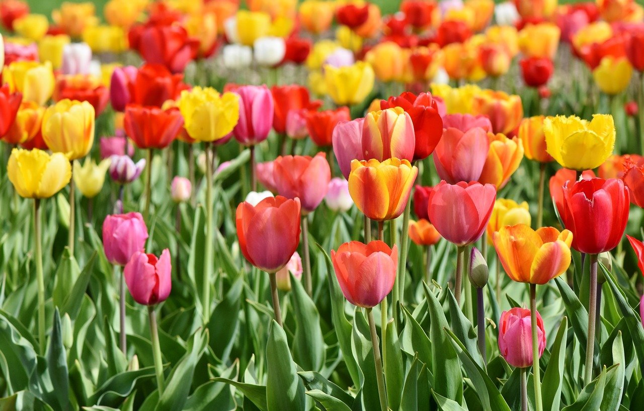 На Майдане Незалежности расцвели тысячи тюльпанов. ФОТО