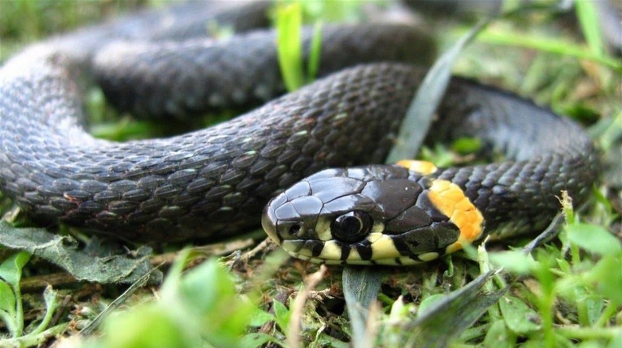 В Энергодаре девочку укусила ядовитая змея: ребенок попал в реанимацию