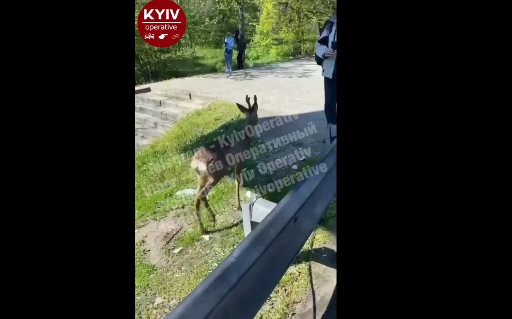 В Киеве возле метро прогуливался олень. ВИДЕО