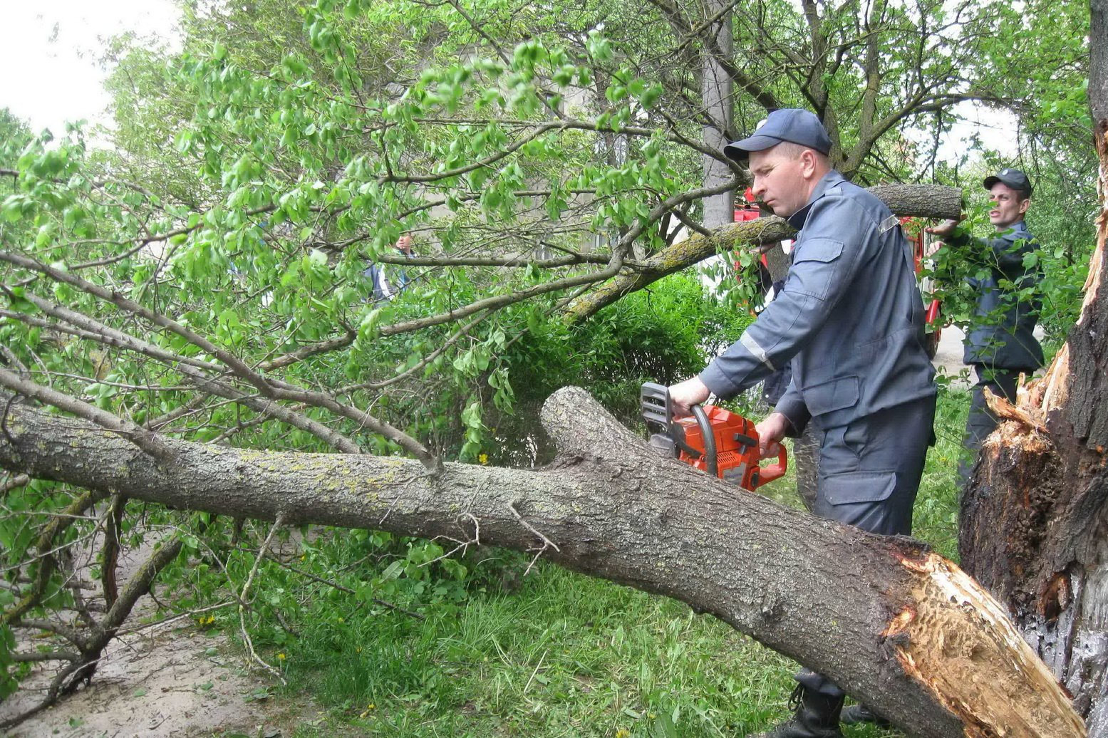 Из-за сильного ветра в Харькове попадали деревья