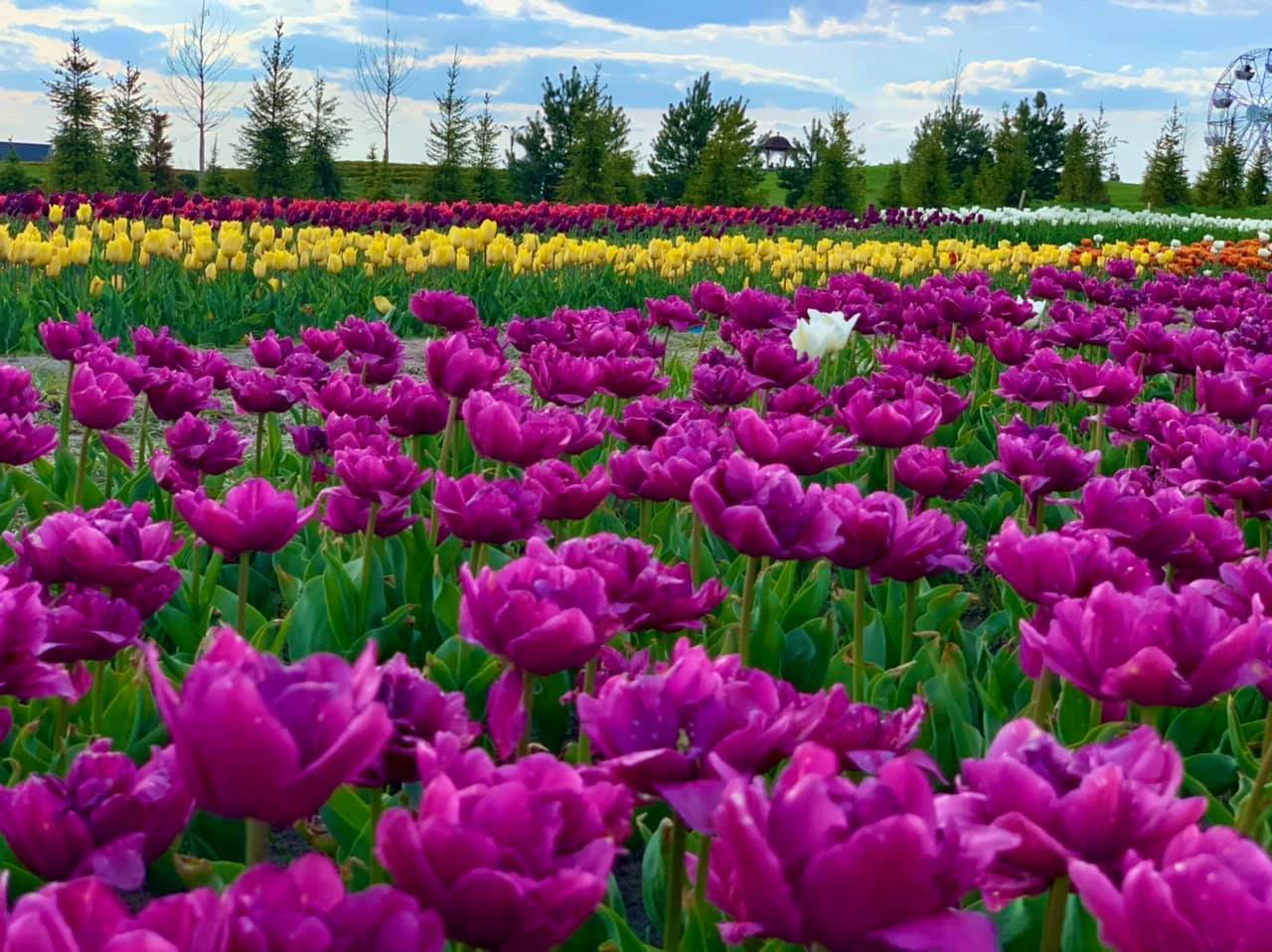 Под Киевом расцвело миллионное поле тюльпанов. ФОТО