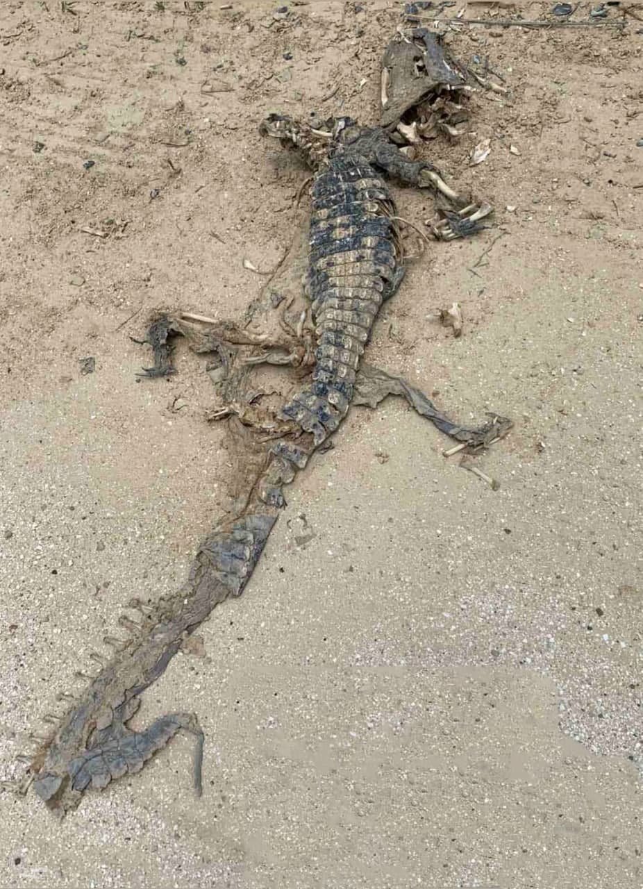 В Кирилловке на берегу Азовского моря нашли мертвого крокодила. ФОТО