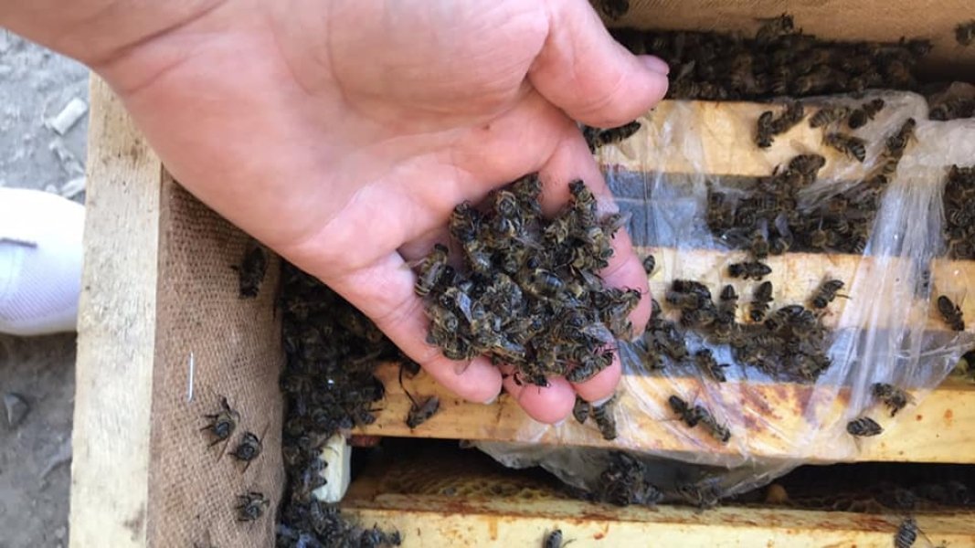 Ужасные условия: 8 миллионов пчёл не выжили при транспортировке «Укрпочтой»