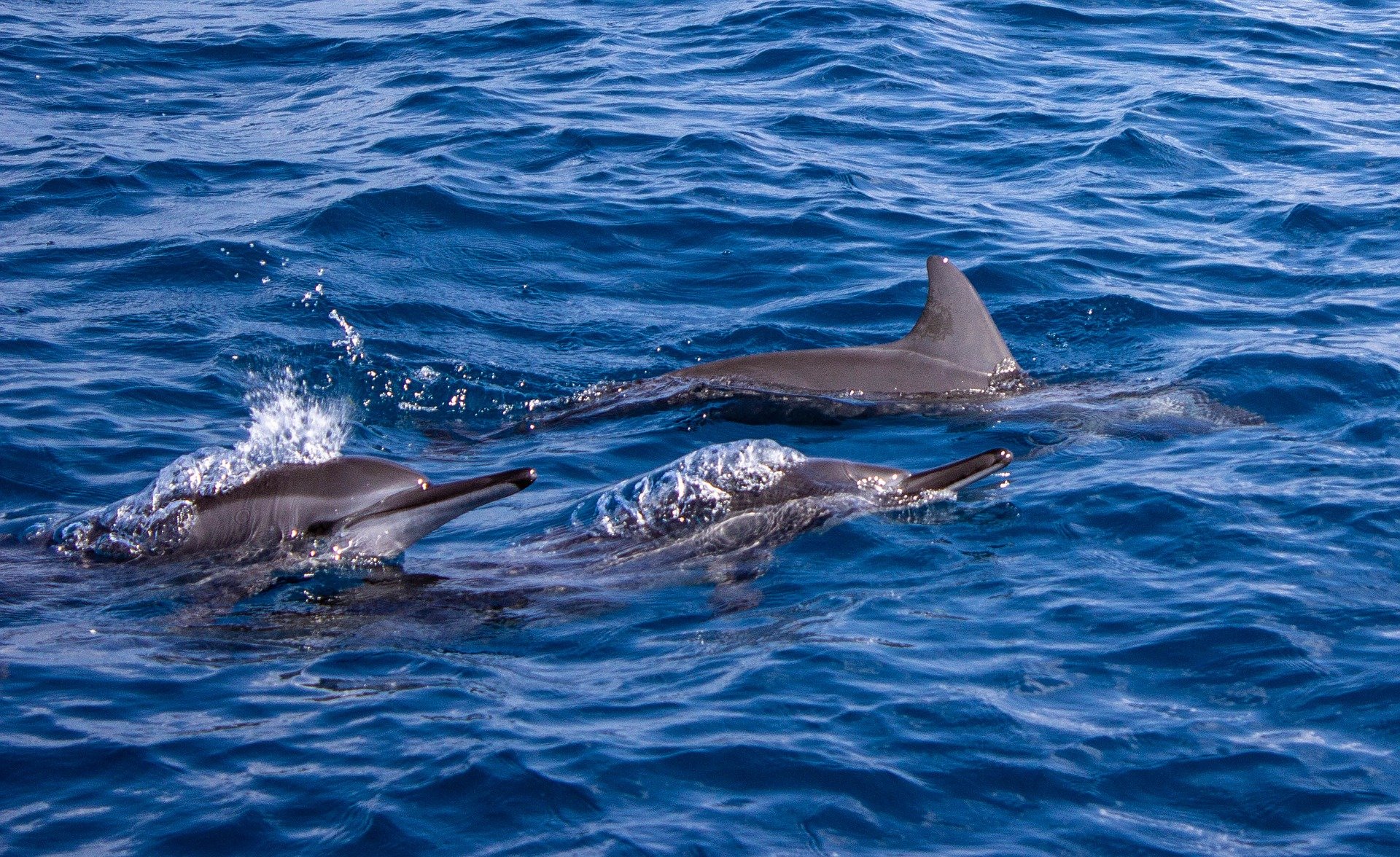 Развлекали людей: в Кирилловке неподалеку от берега плескались дельфины. ВИДЕО