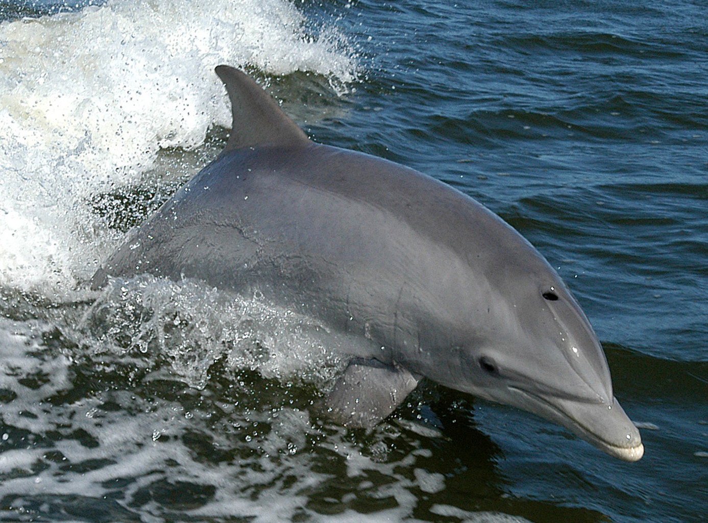 Рыбаки в Крыму утопили дельфина, привязав к хвосту камни. ВИДЕО
