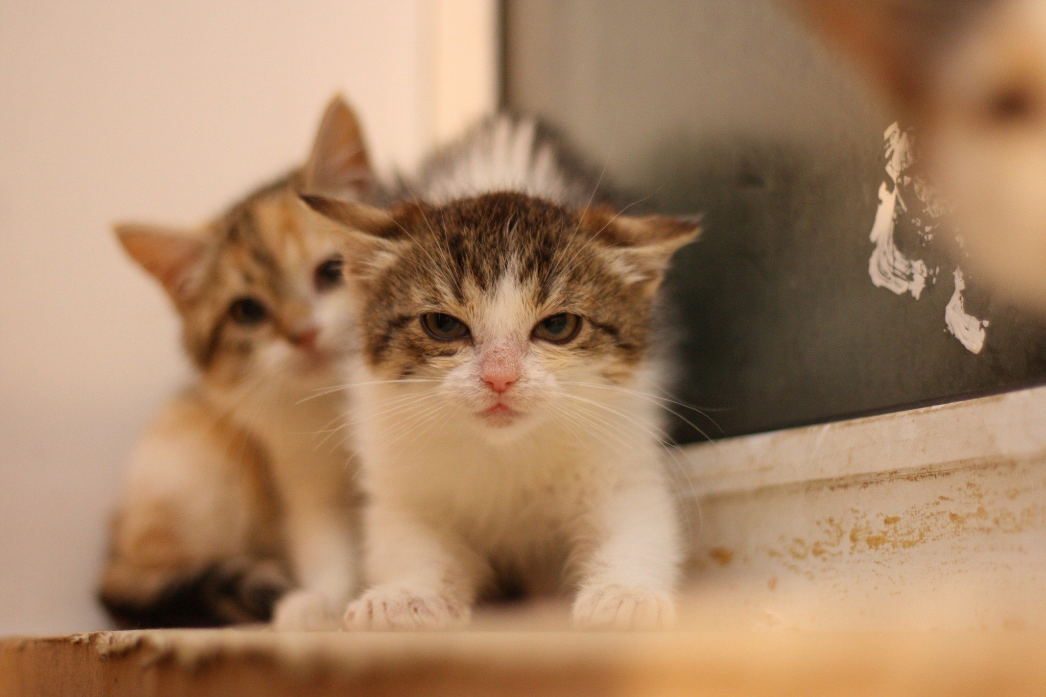 В Одесской квартире зоозащитники нашли десятки трупов котят. ВИДЕО