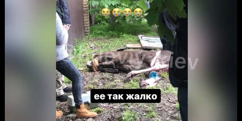 Стадо лосей устроило погром в поселке под Киевом. ВИДЕО