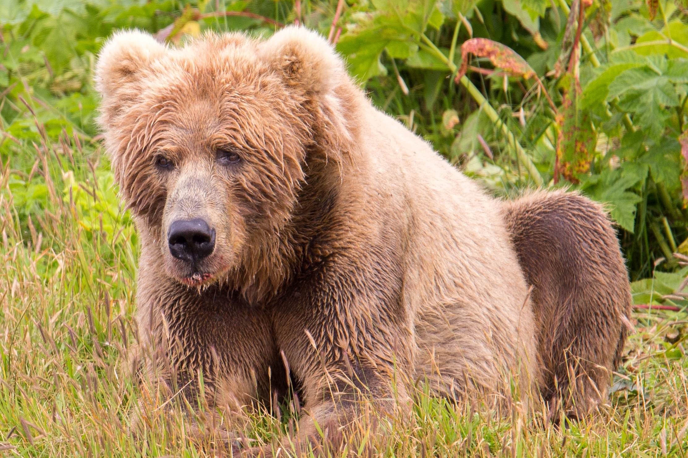 На балансе «Укрзалізниці» нашли двух медведей — их отправят в голландский зоопарк