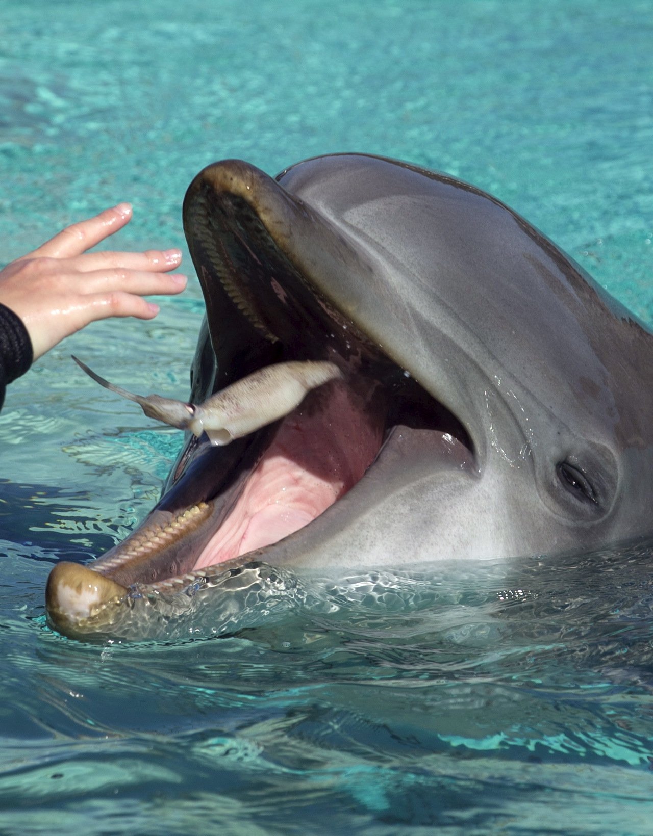 В Одессе дельфин укусил маленького ребенка. ВИДЕО