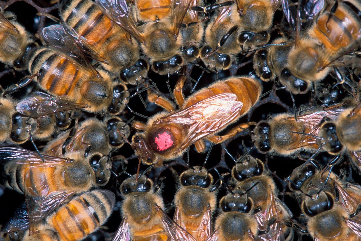 В Ровенской области пчелы убили пасечника