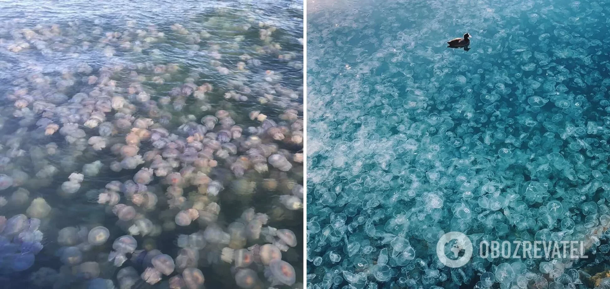 На побережье Черного моря вода превратилась в медузную кашу. ВИДЕО