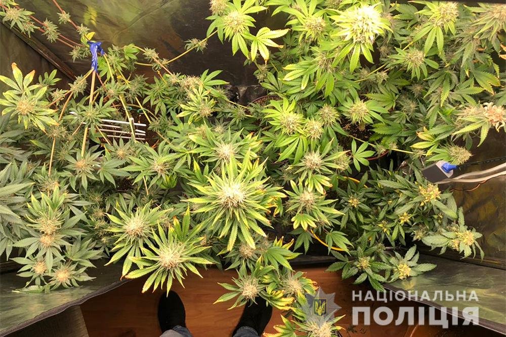 В Киеве мужчина дома выращивал коноплю