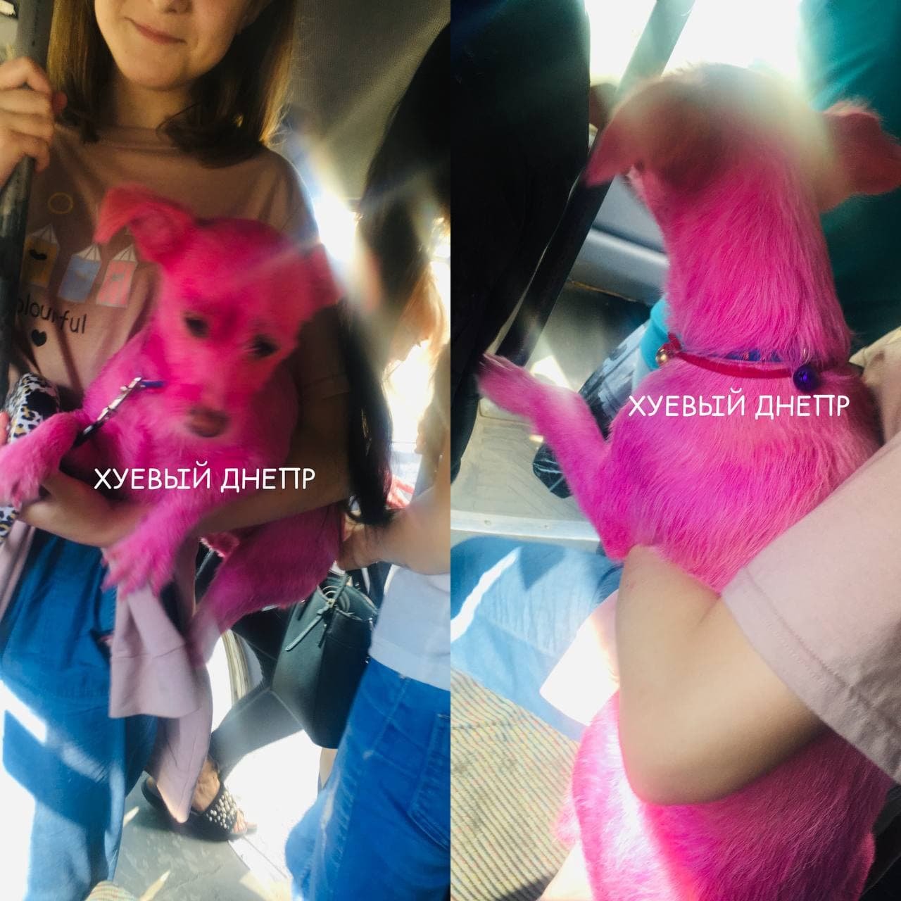В Днепре хозяева перекрасили свою собаку в розовый цвет