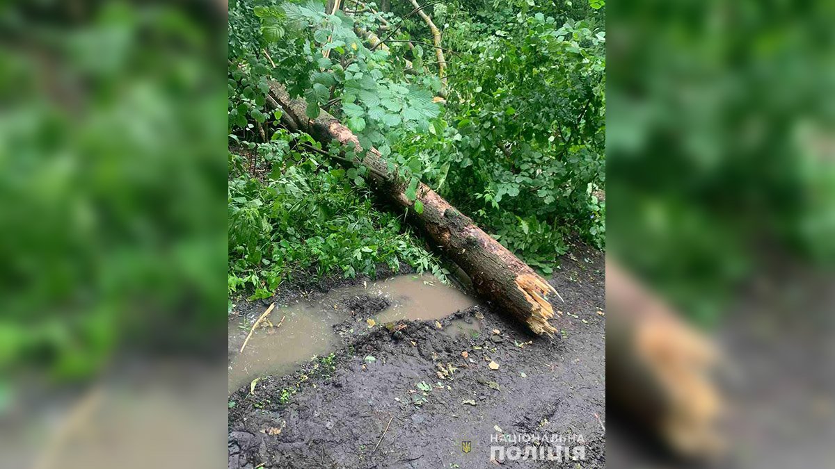Из-за сильного ветра под Полтавой дерево упало на подростка: парень погиб