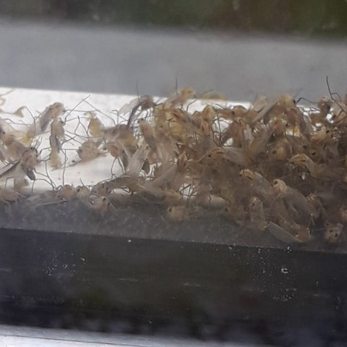 Слой мертвых насекомых: в Крыму нашествие комаров. ВИДЕО