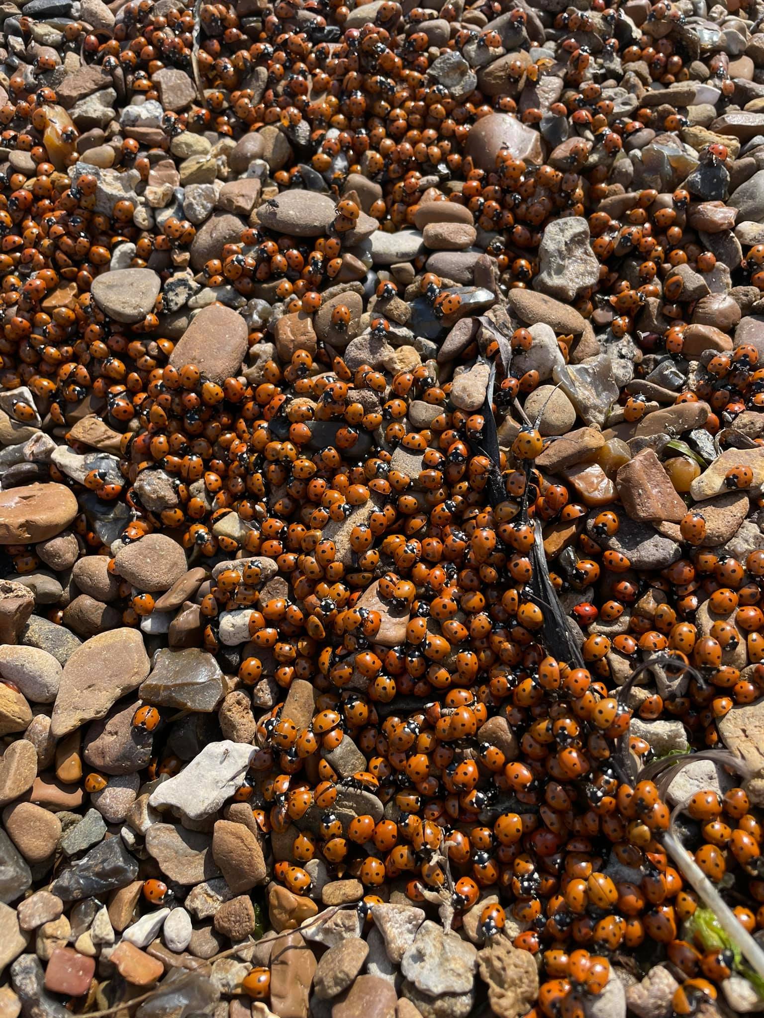 Пляжи Одессы усеяны жуками. ФОТО, ВИДЕО