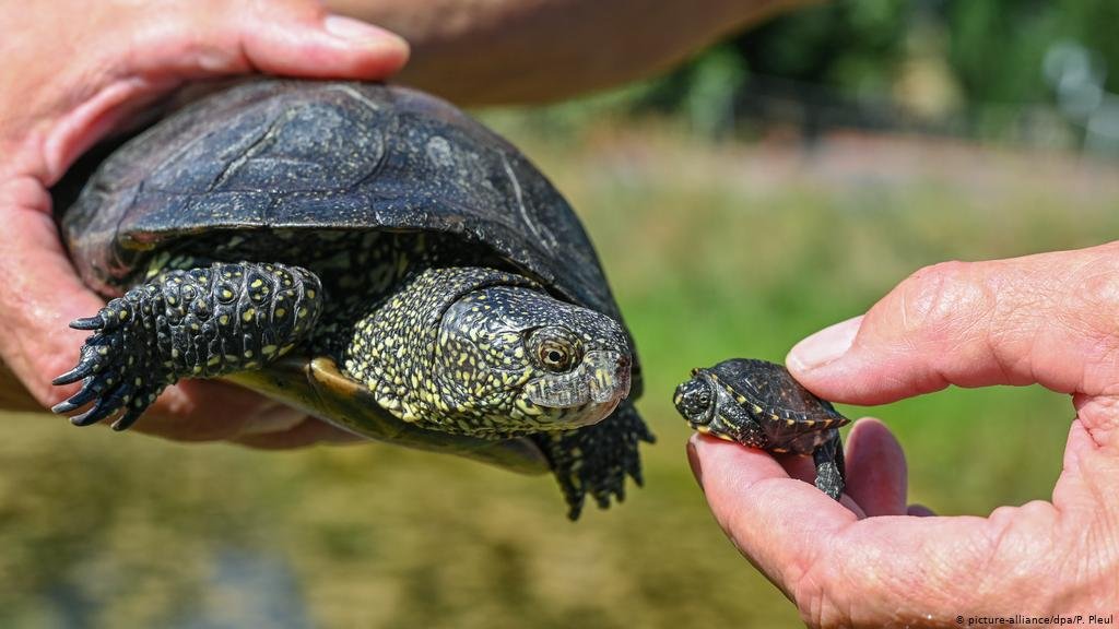 В Харькове из зоопарка передали болотных черепах в природный парк