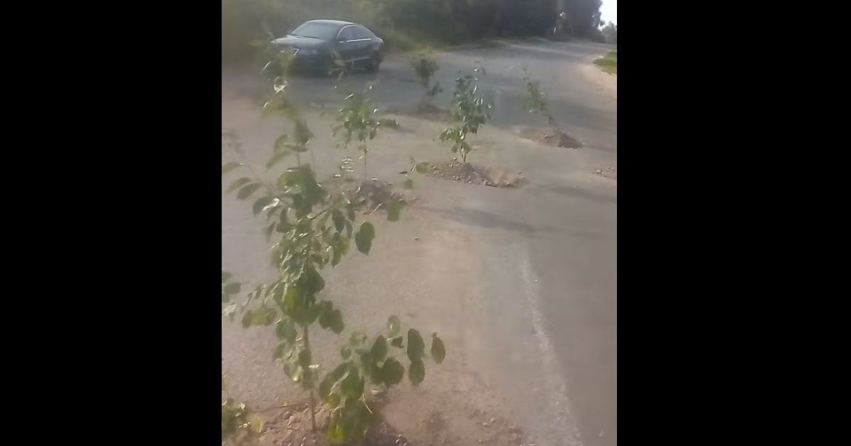 Деревья в ямах: в Киевской области жители высадили саженцы в разбитый асфальт. ВИДЕО