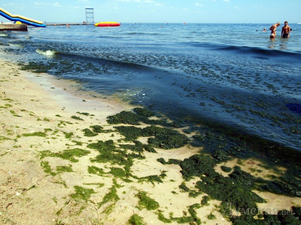 В Одессе туристка прорекламировала отдых в водорослях Черного моря. ВИДЕО