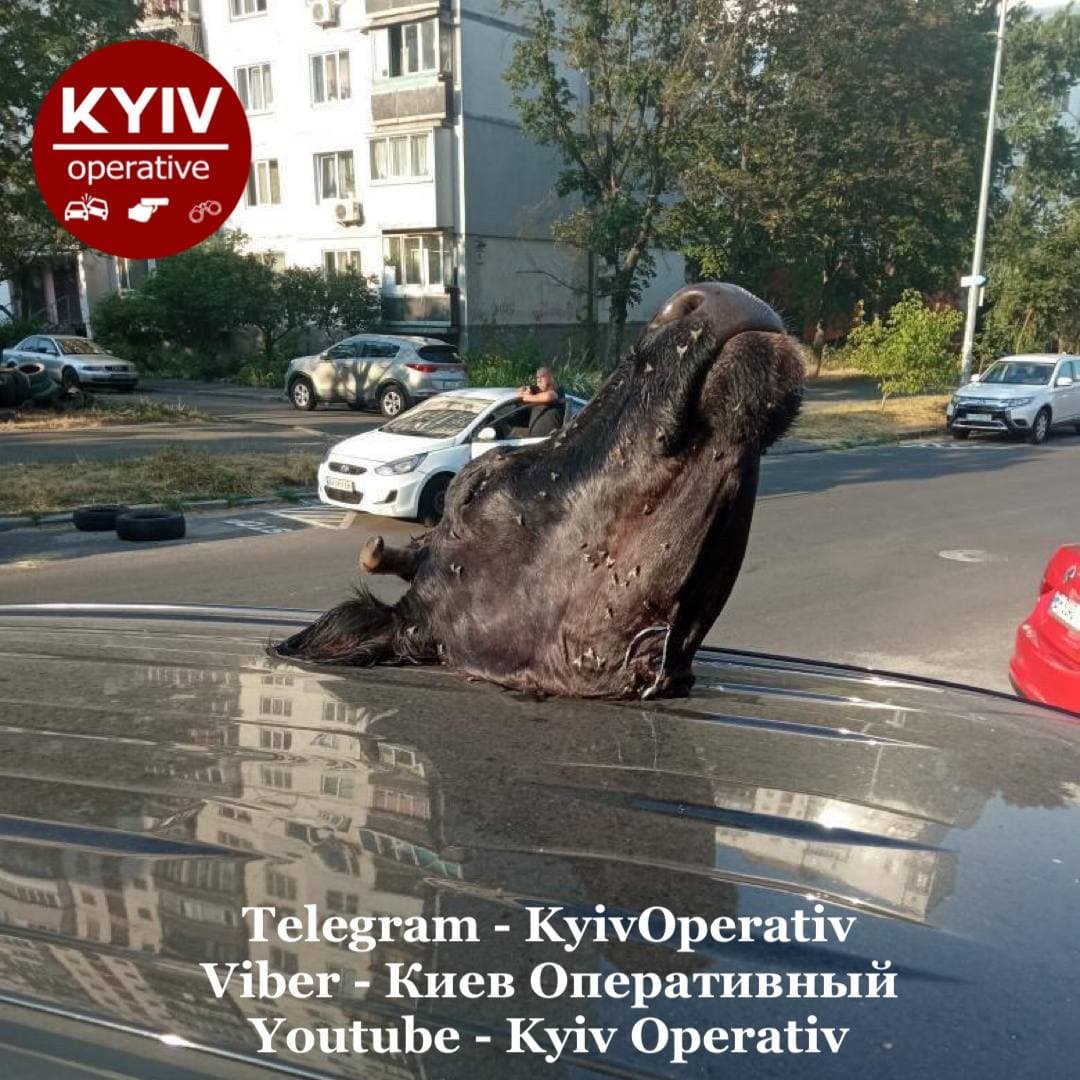 В Киеве на крышу припаркованного автомобиля положили голову коровы. ФОТО