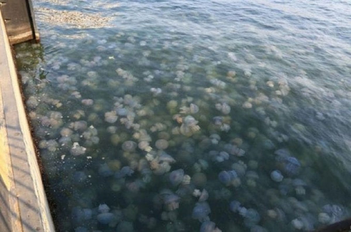 В Бердянске нашествие медуз. ВИДЕО