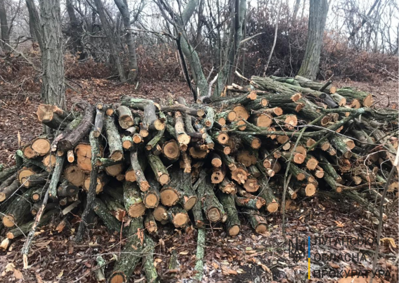 В Луганской области вырубили лес на миллион гривен. ФОТО