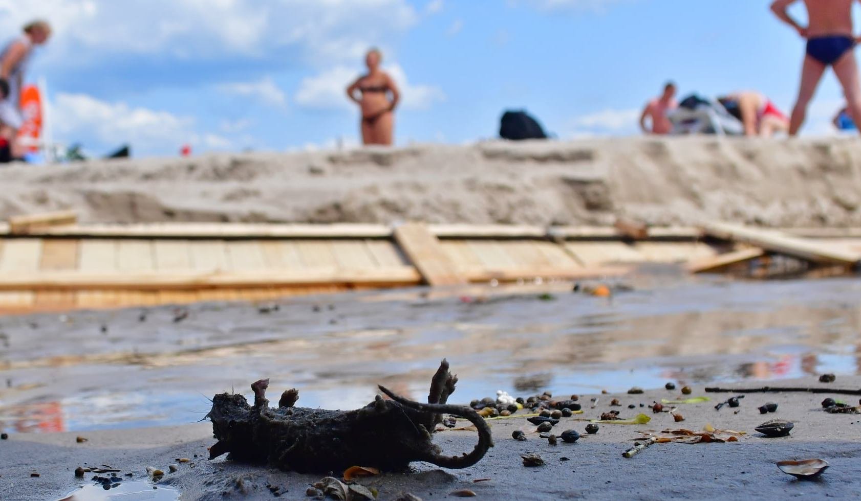 После ливня в Одессе на пляж вынесло мертвых крыс. ФОТО