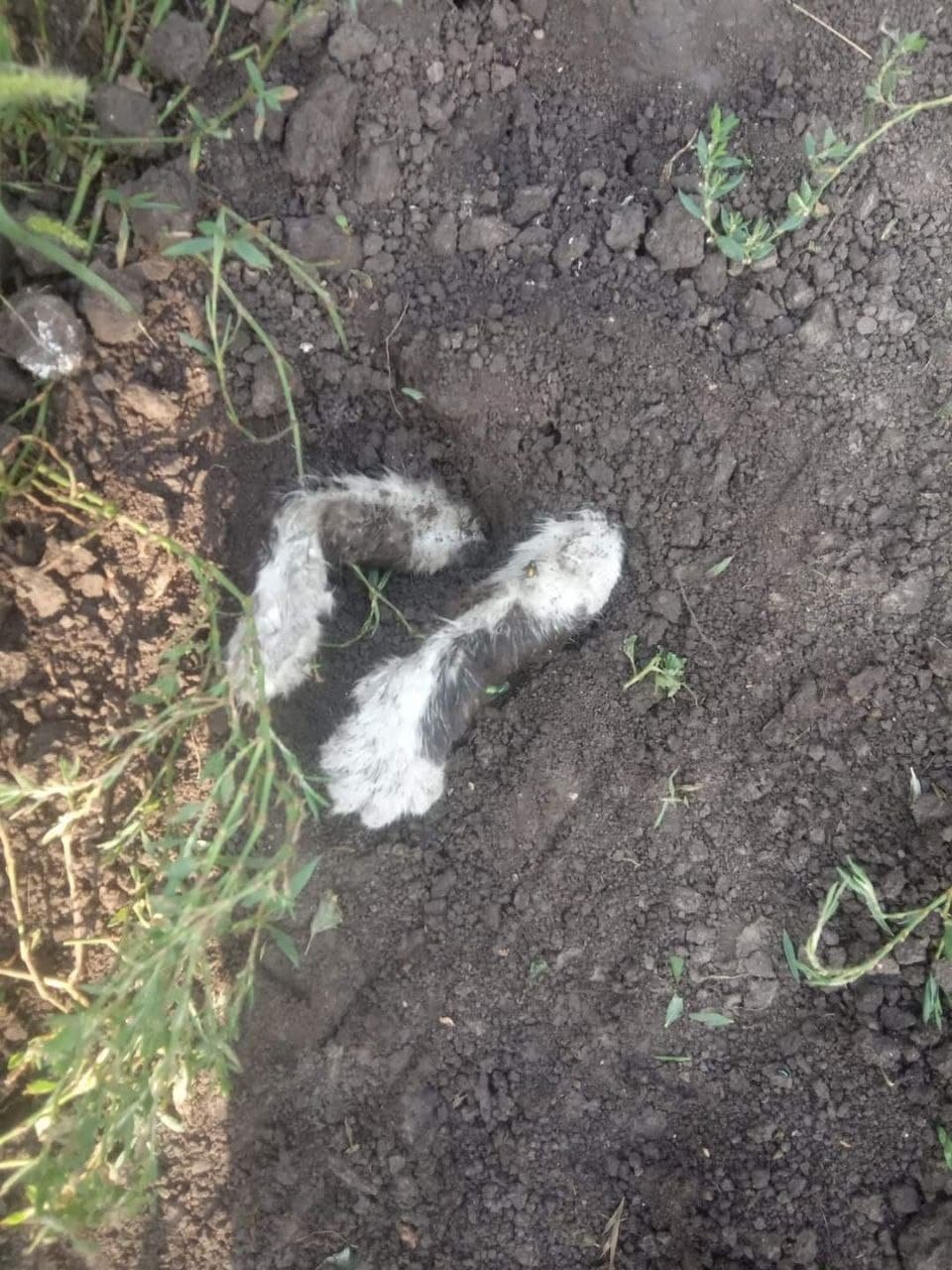 В Мариуполе мужчина живьем закопал кота
