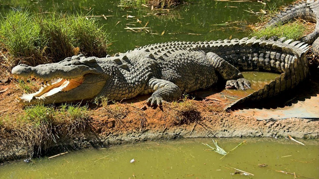 В Херсонской области на озере нашли крокодила