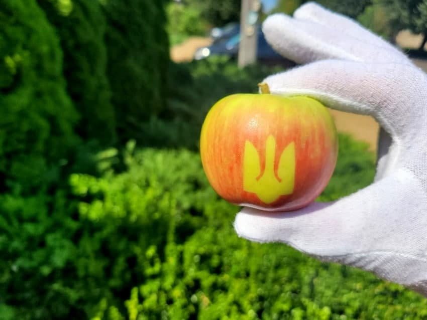 Ко Дню Независимости Украины в Винницкой области вырастили яблоки с тризубом. ФОТО