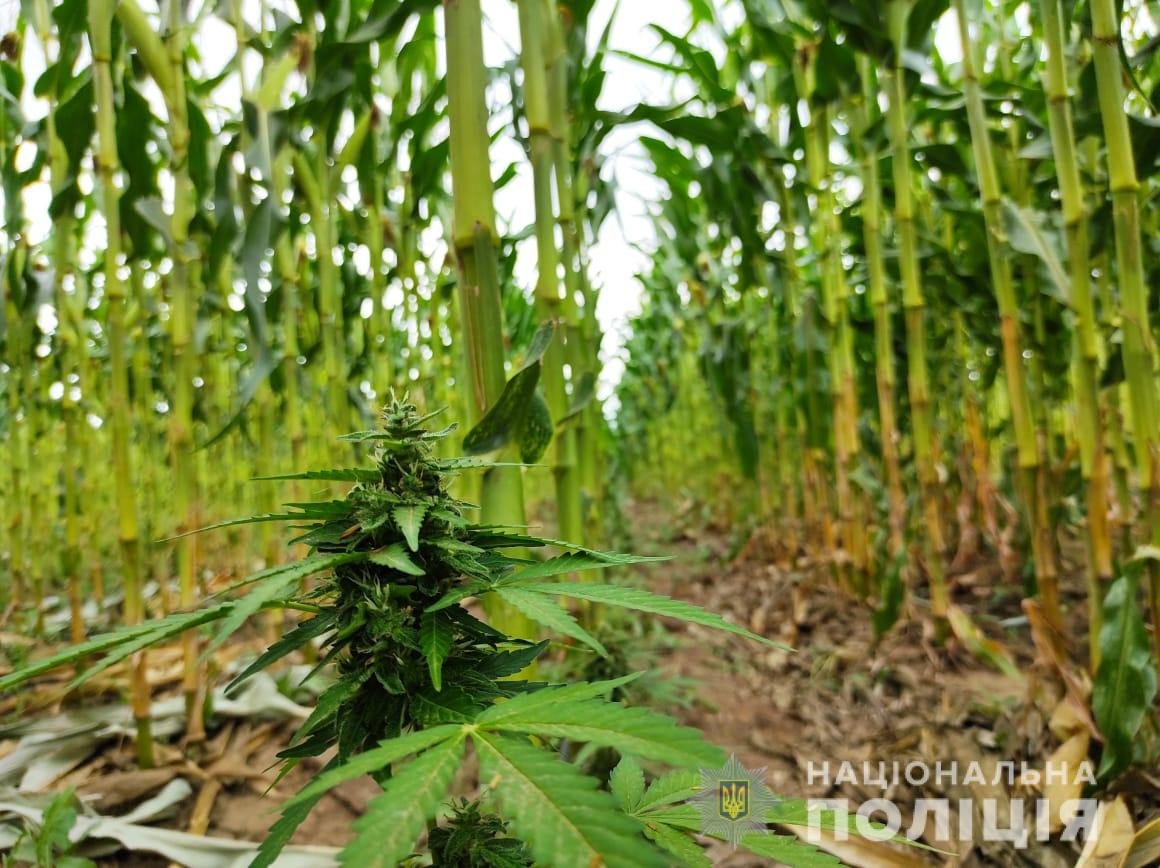 Кукуруза мутировала в коноплю: на Херсонщине правоохранители нашли 10 тысяч кустов растения. ФОТО, ВИДЕО