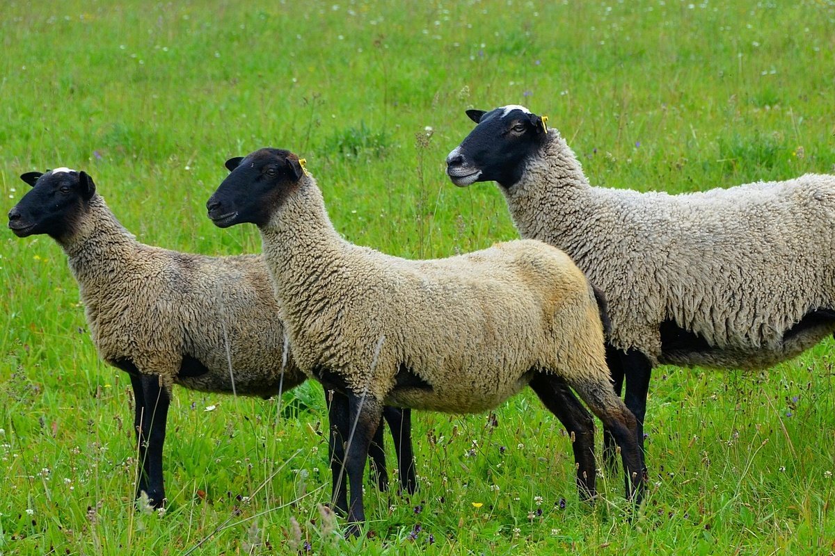 Ударом молнии — 500 овец: в Грузии молния убила целое стадо скота. ВИДЕО