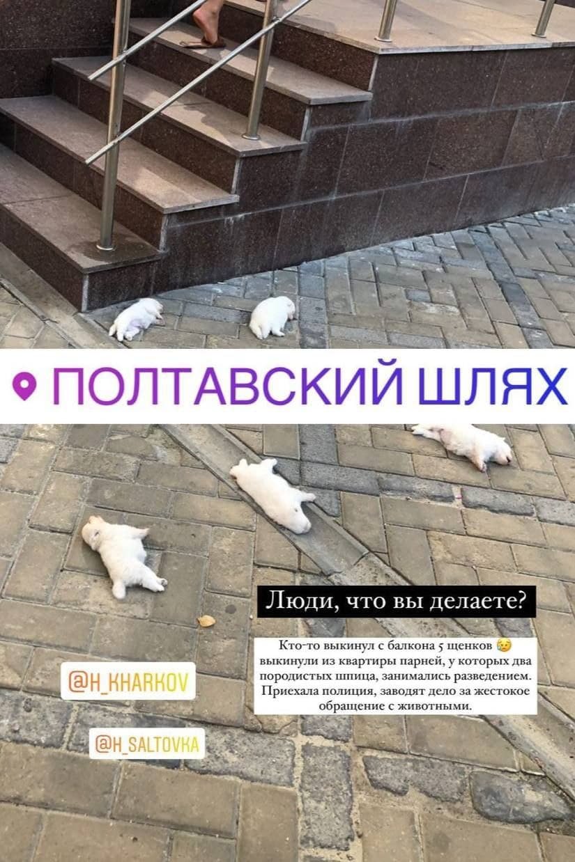На Харьковщине с балкона многоэтажки выбросили щенков