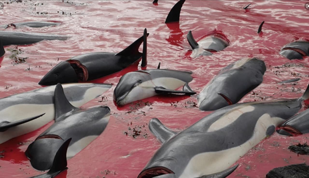 1500 убитых дельфинов: на Фарерских островах провели традиционную охоту. ФОТО, ВИДЕО