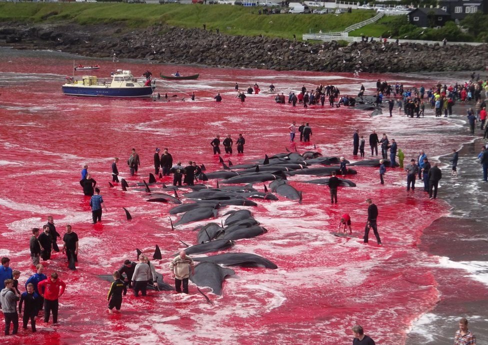 На Фарерских островах убили почти 1500 дельфинов. Китобои говорят, что это было ошибкой