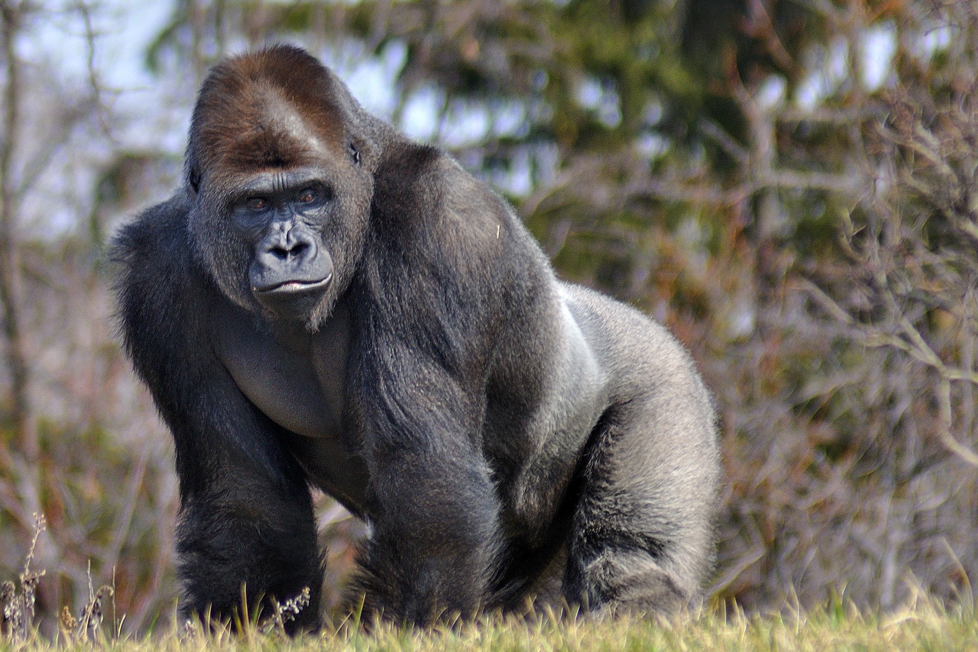 В США гориллы занялись оральным сексом на глазах у посетителей зоопарка. ФОТО