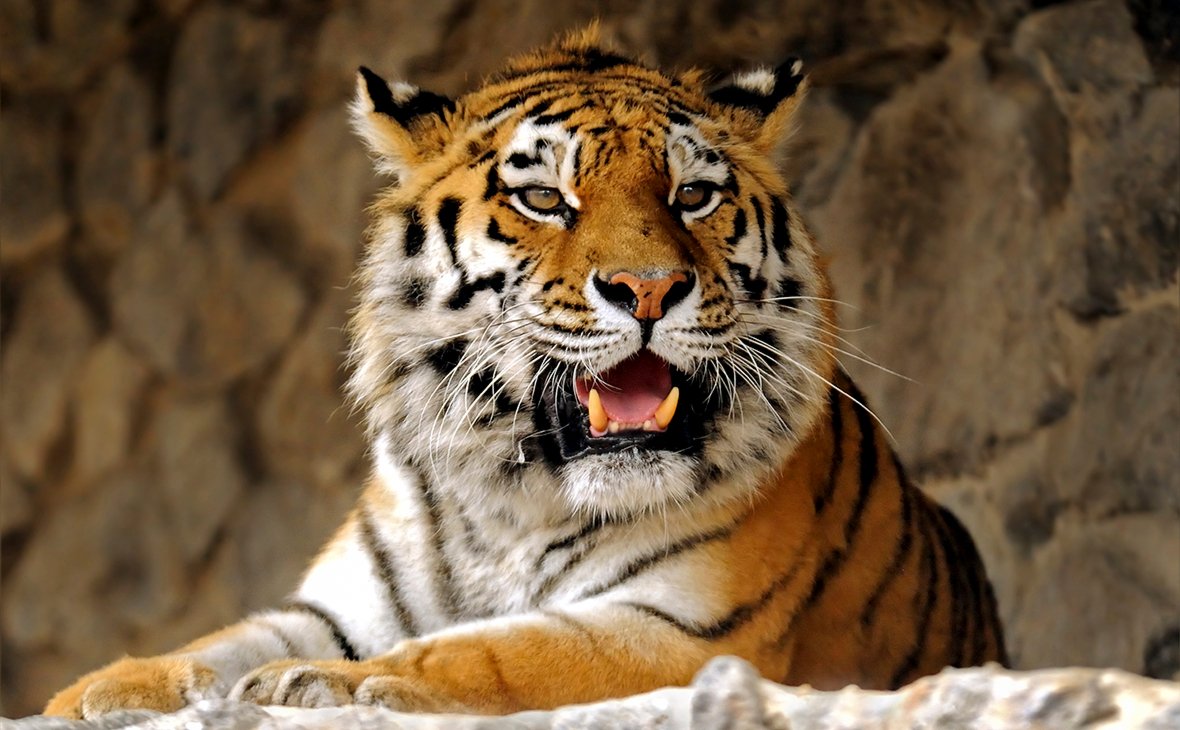 В крымском зоопарке тигр откусил ребенку палец