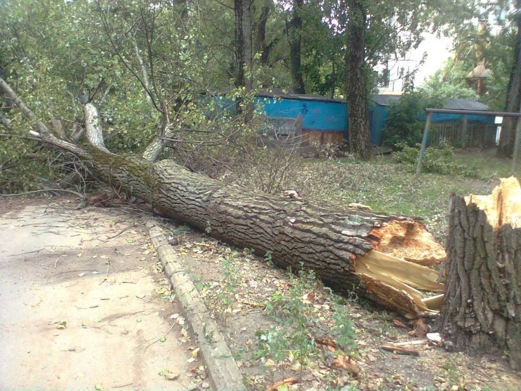 В Киеве падающее дерево чуть не убило студентов. ВИДЕО