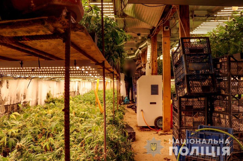 На Закарпатье полиция изъяла наркотики на 5 млн гривен: житель выращивал коноплю под землей