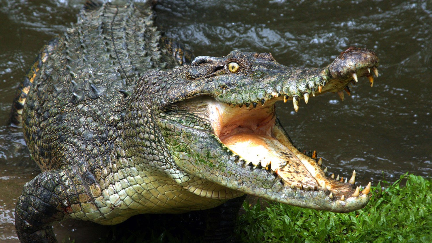 В Австралии журналисты пытались записать видео с крокодилом, а тот съел дрон