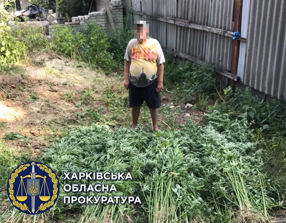 В Харькове мужчина во дворе своего дома вырастил 500 кустов конопли