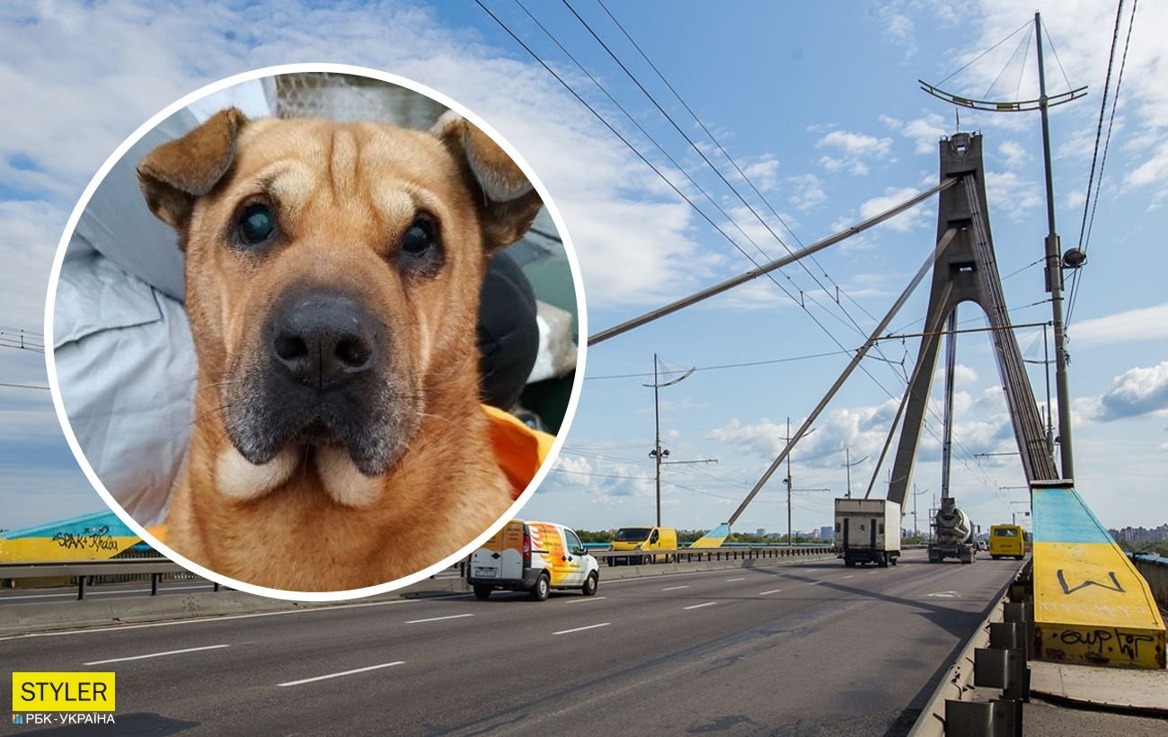 В Киеве с моста в реку сбросили собаку: животное спасли рыбаки. ВИДЕО