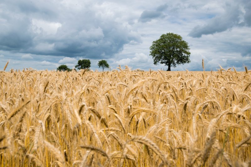 Через війну в Україні урожай пшениці буде найнижчим за чотири роки, - FT