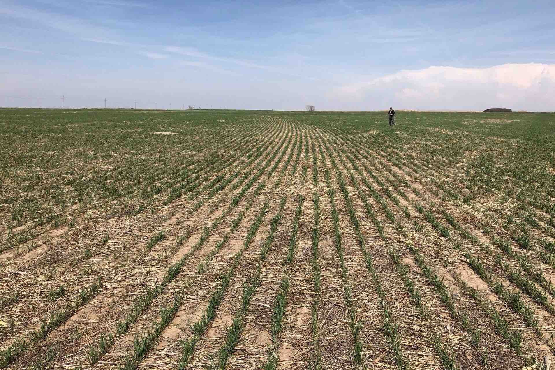 Побоювання голоду у світі зростають: урожай пшениці в США постраждав від посухи та повені - Reuters