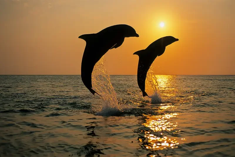 Через війну росії проти України в Чорному морі масово гинуть дельфіни, - CNN