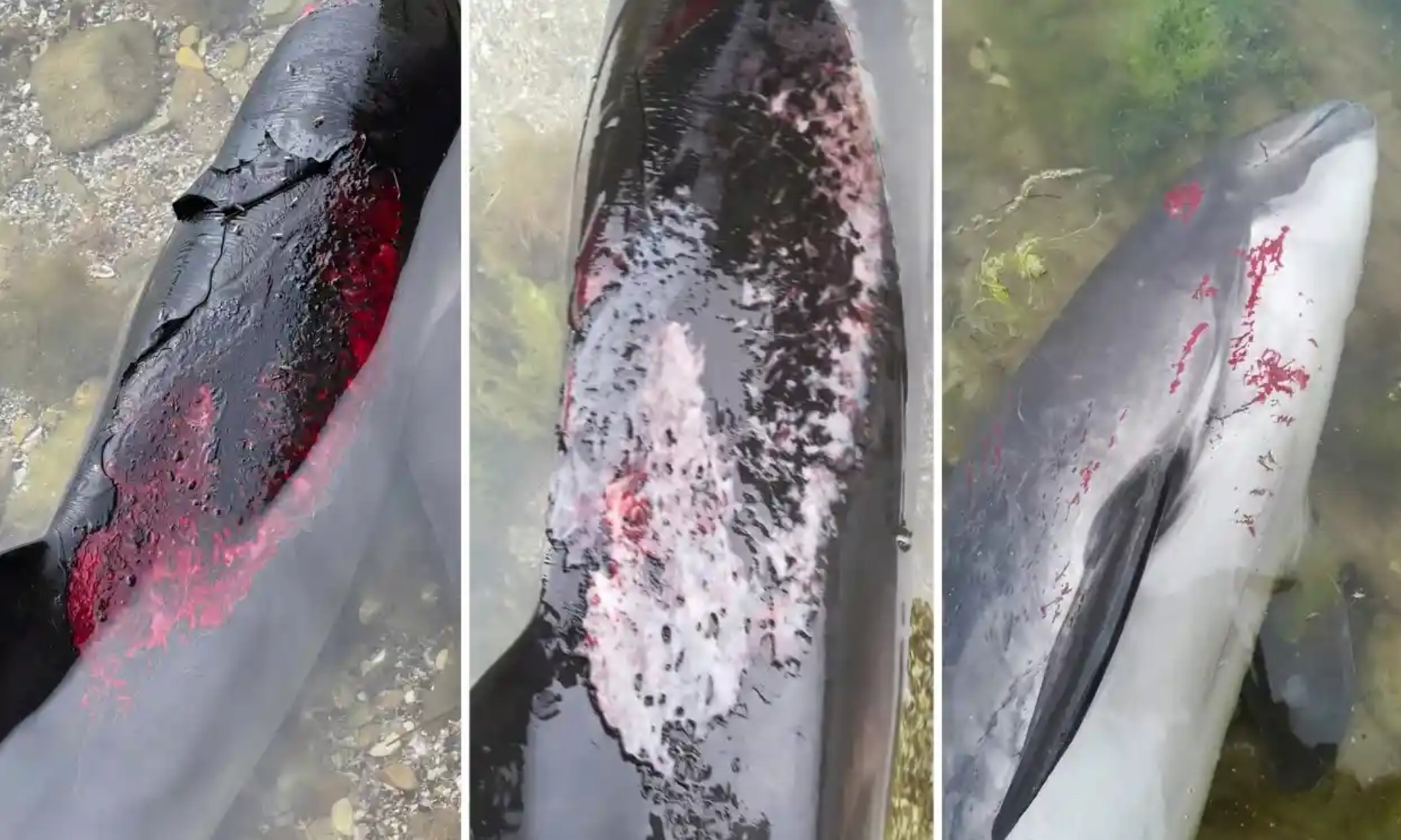 Мертві дельфіни: як природа стала черговою жертвою російського нападу на Україну - Guardian