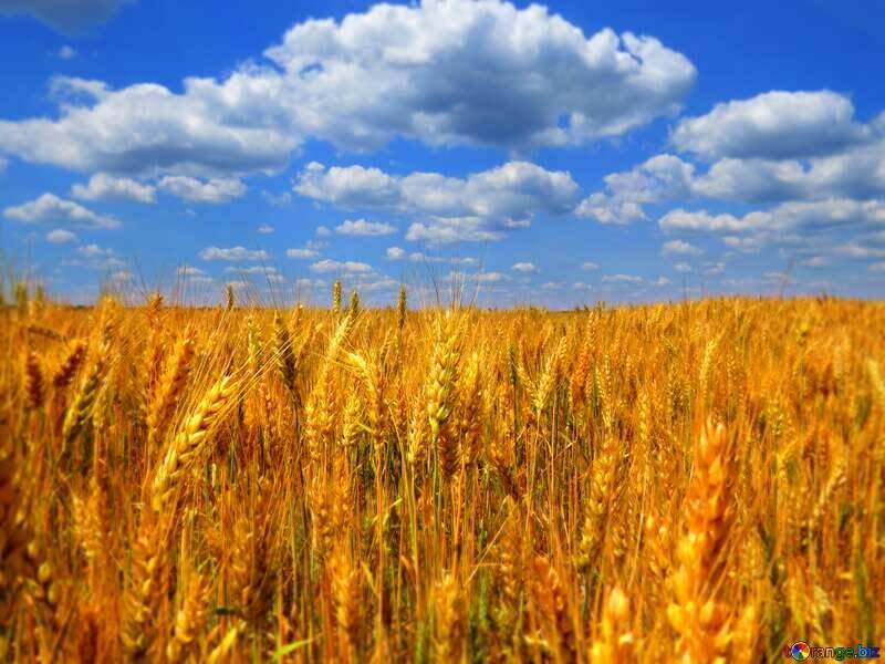 В Україні під час війни під обстрілами зібрали перший мільйон тонн зерна нового врожаю