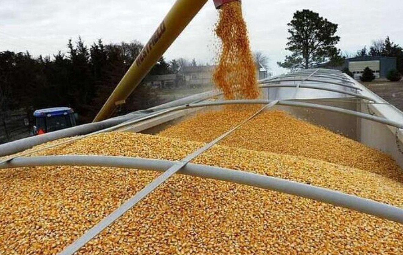 Майже шість мільйонів тон українського зерна пішло на експорт