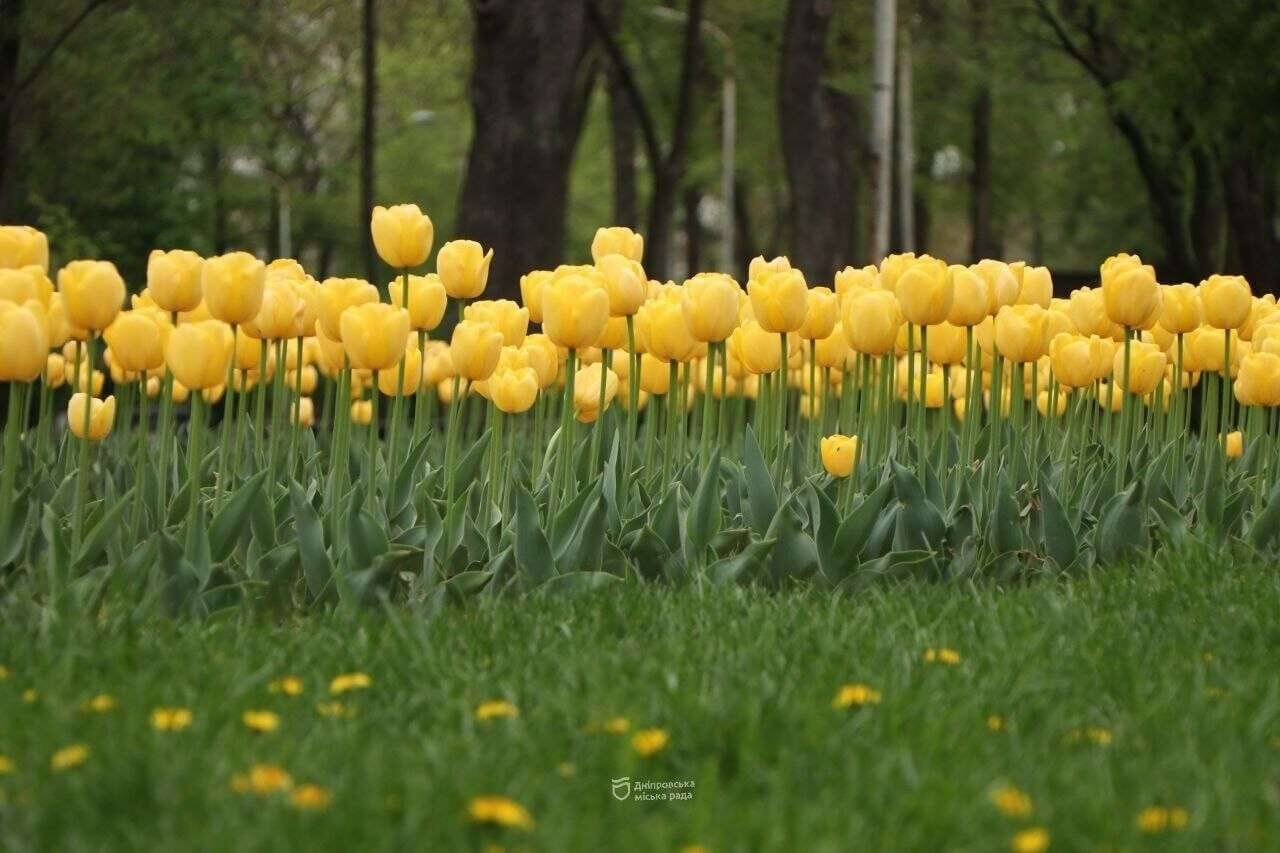 Півтора десятка локацій з тюльпанами розквітли у місті Дніпро